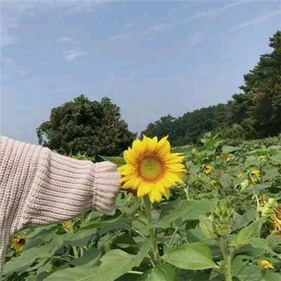率土之滨8868版下载